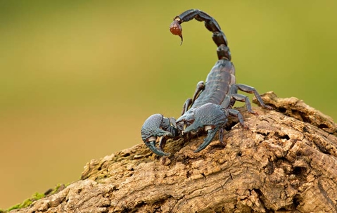emperor scorpion on a tree