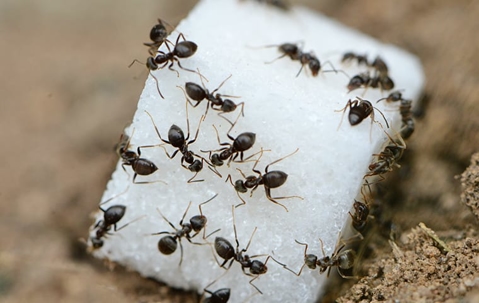 Ants on a cube of sugar