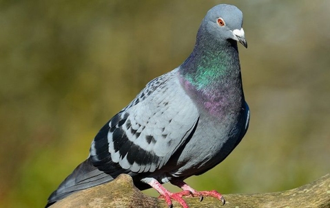 Pigeon perched in a tree