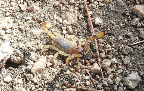 common scorpion crawling in dirt
