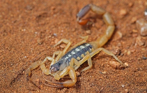 scorpion up close on sand