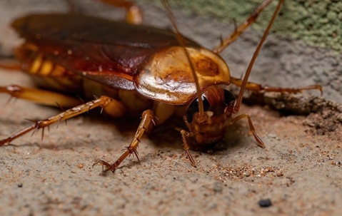 american cockroach crawling on ground