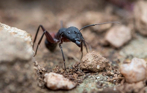 Carpenter ant on a rock