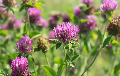 purple clover weeds in lawn
