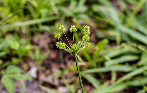 weeds in a lawn