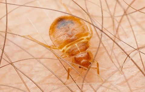 bed bug crawling on skin