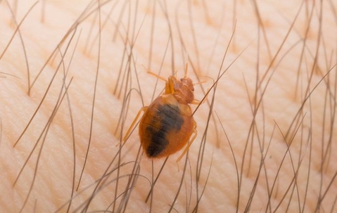 bed bug biting skin on arm