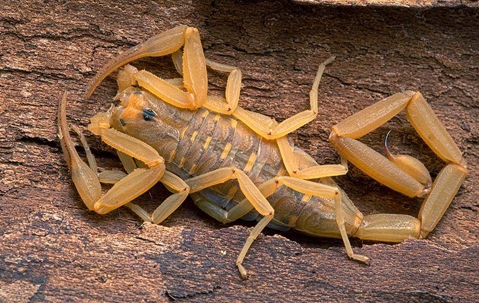 bark scorpion on a tree
