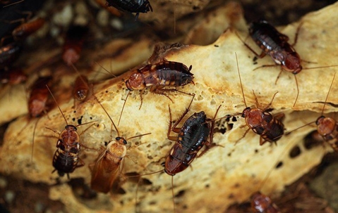 cockroaches crawling on bread