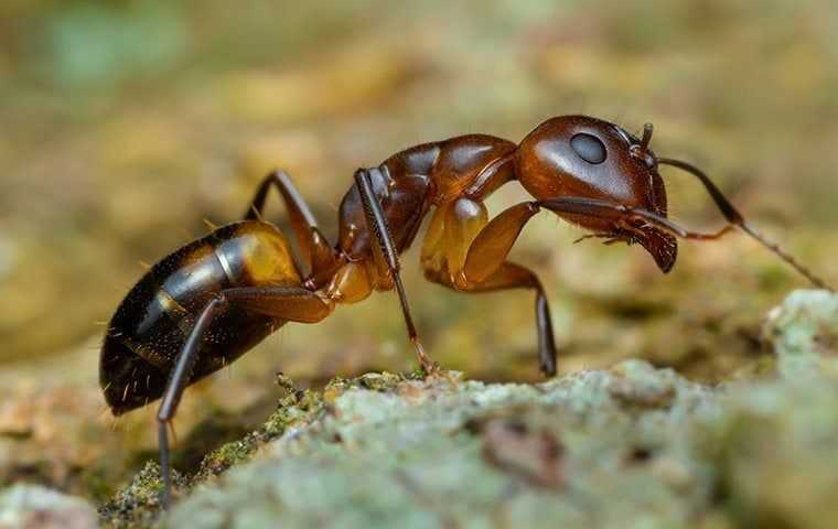 an argentine ant looking for food