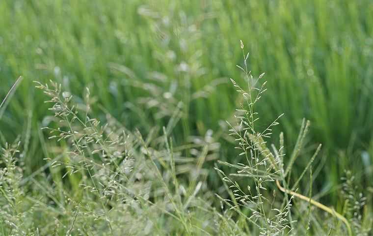 blue grass in field